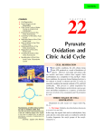 22. pyruvate oxidation and citric acid cycle