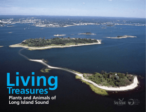 Treasures - Long Island Sound Study