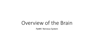 ppt 4 Brain Structure and Function - Liberty Union High School District