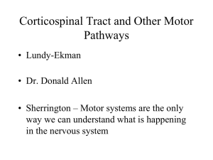 Motor System: Motor Neurons