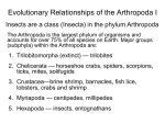 Evolutionary Relationships of the Arthropoda I