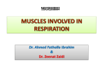 02 THE_MUSCLES_INVOLVED_IN_RESPIRATION