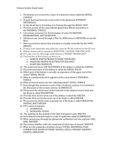 Urinary System Study Guide Answers