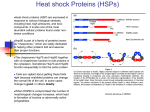 Heat shock Proteins (HSPs)