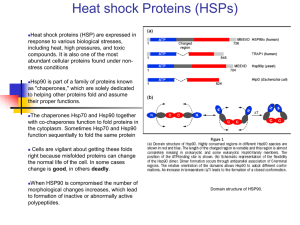 Heat shock Proteins (HSPs)