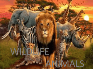 Wildlife animals