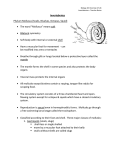 Invertebrates Phylum Mollusca (Snails, Bivalves, Octopus, Squid)