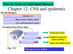 Chapter 12- CNS and epidermis