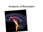 16. Anatomy of Brainstem