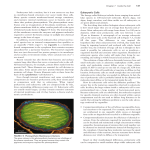 Eukaryotic Cells