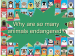 Why are so many animals endangered?