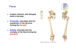 longest, heaviest, and strongest bone in the body Proximally
