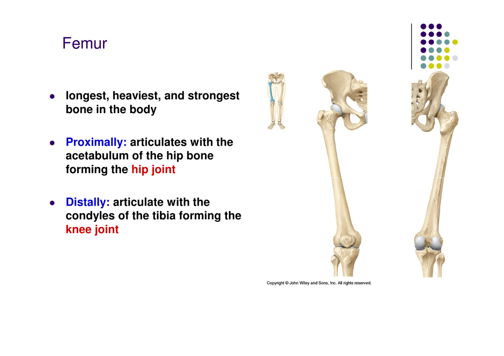 longest, heaviest, and strongest bone in the body Proximally longest, heaviest, and strongest bone in the body Proximally