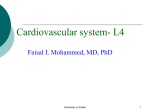 aortic valve opens.