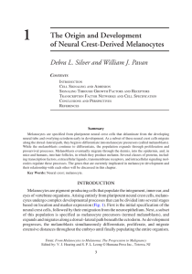The Origin and Development of Neural Crest