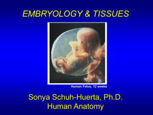 Ch3-4.Embryology.Tissues.Lecture