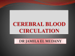 blood supply of cerebrum