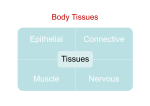 Epithelial Connective Muscle Nervous Tissues