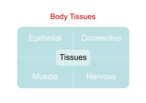 Epithelial Connective Muscle Nervous Tissues