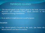 thyroid gland - Pharmacy Fun