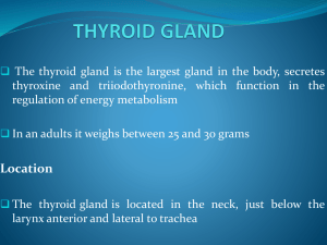 thyroid gland - Pharmacy Fun