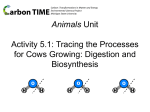 5.1 Tracing the Processes of Cows Growing: Digestion and