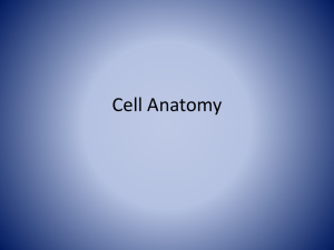 Cell Anatomy