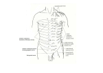 Thorax-intercostal spaces