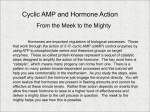 Cyclic AMP and Hormone Action