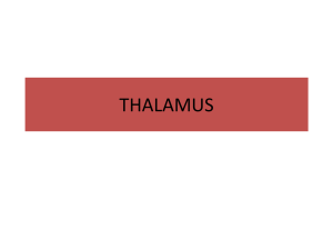 THALAMUS - Wikispaces
