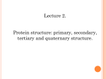 L2 Protein structure - e
