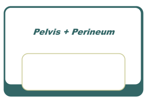 Pelvis + Perineum