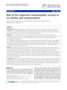 Role of the trigeminal mesencephalic nucleus in rat whisker pad