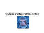 Neurons and Neurotransmitters