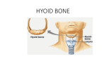 hyoid bone - Shabeer Dawar
