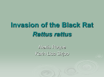 Invasion of the Black Rat Rattus rattus