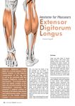 Anatomy for Masseurs Extensor Digitorum Longus