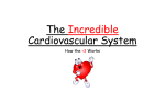 the incredible cardiovascular system