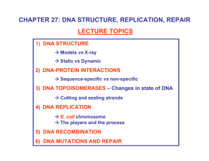CHAPTER 27: DNA STRUCTURE, REPLICATION, REPAIR