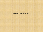 PLANT DISEASES - Catawba County Schools