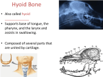 Bones of the Face