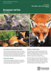 European red fox