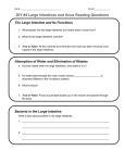 DIY #4 Large Intestines and Anus Reading Questions