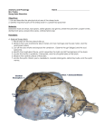 Sheep Brain Dissection