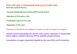 Citric Acid cycle or Tricarboxylic Acid cycle or Krebs Cycle