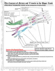The Courses of Nerves and Vessels in the Upper Limb