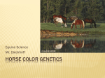 Horse Color Genetics - Harrisonville Schools