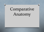 comparative anatomy ppt