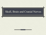 Skull, Brain and Cranial Nerves