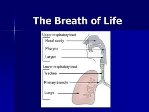 Internal Respiration